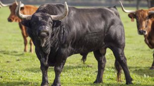 black bulls ravage mature ass and throat porn
