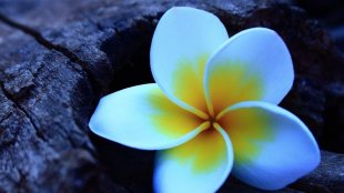 a flor hawai mature porn