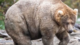 amature mature fat hairy bears throat fucking no gag porn